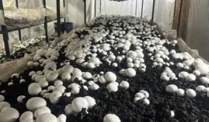 Шампиньоновая ферма в Барнауле.