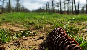 Просека. Шишка.