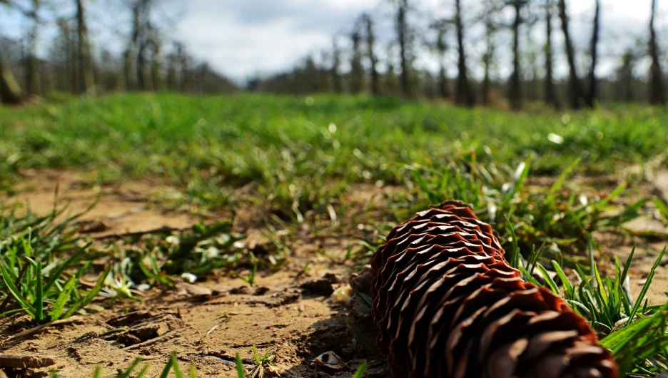 Просека. Шишка.