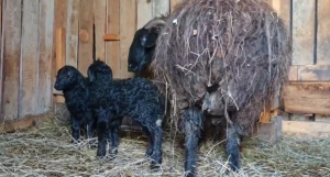 В барнаульском зоопарке на свет появились два очаровательных ягненка.