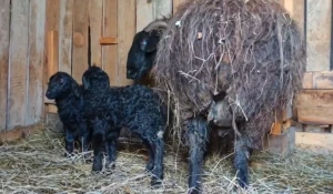 В барнаульском зоопарке на свет появились два очаровательных ягненка.