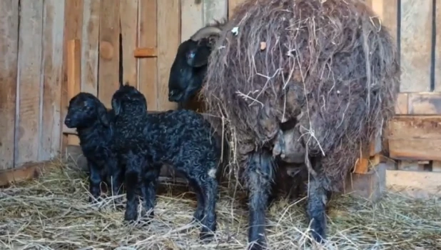 В барнаульском зоопарке на свет появились два очаровательных ягненка.