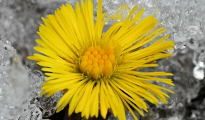 Мать-и-мачеха на Алтае весной.