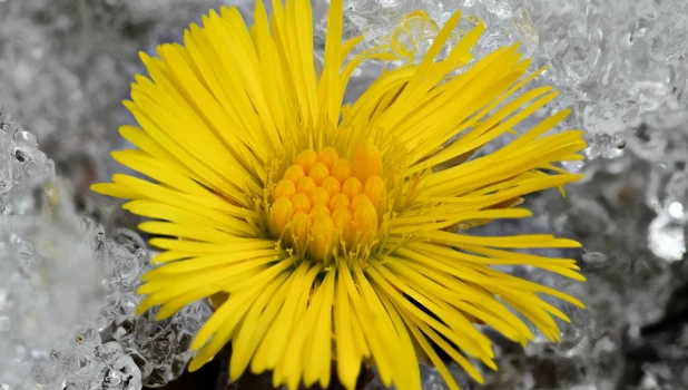 Мать-и-мачеха на Алтае весной.