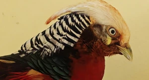 Золотой фазан в «Лесной сказке».