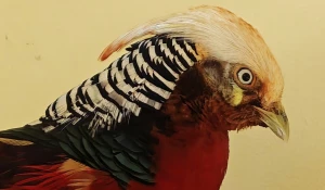 Золотой фазан в «Лесной сказке».