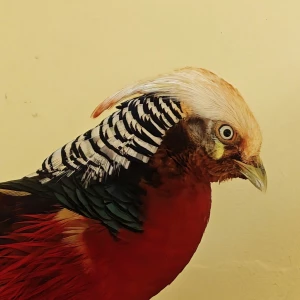 Золотой фазан в «Лесной сказке».