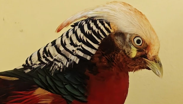 Золотой фазан в «Лесной сказке».