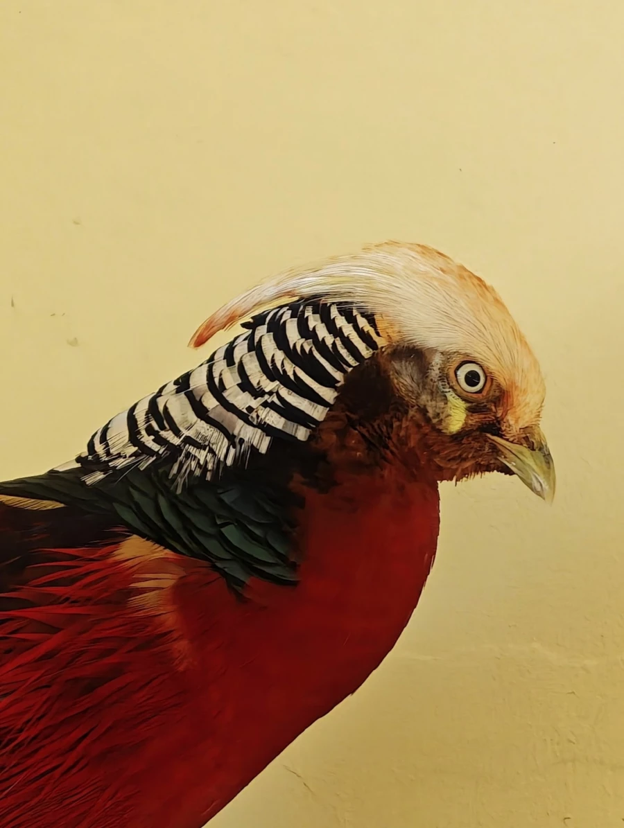 Золотой фазан в «Лесной сказке».