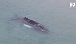 Кит в ловушке в Балтийском море.