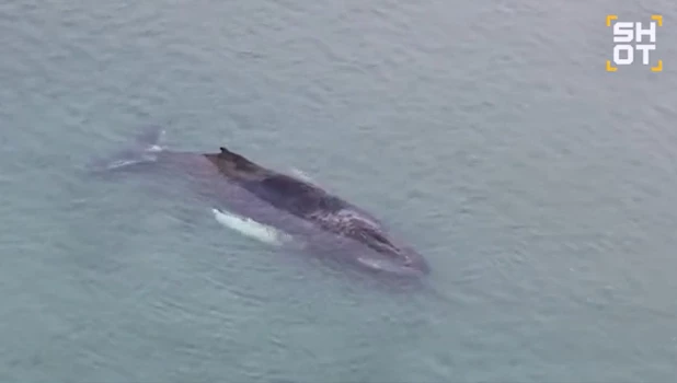 Кит в ловушке в Балтийском море.