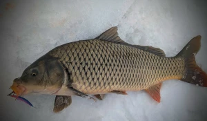 Гигантский сазан.