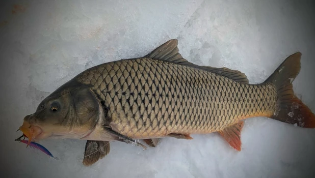 Гигантский сазан.