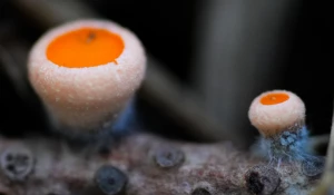 Первые грибы весной на Алтае. 