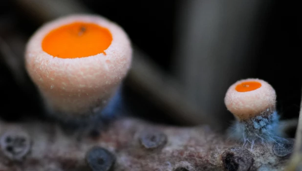 Первые грибы весной на Алтае. 