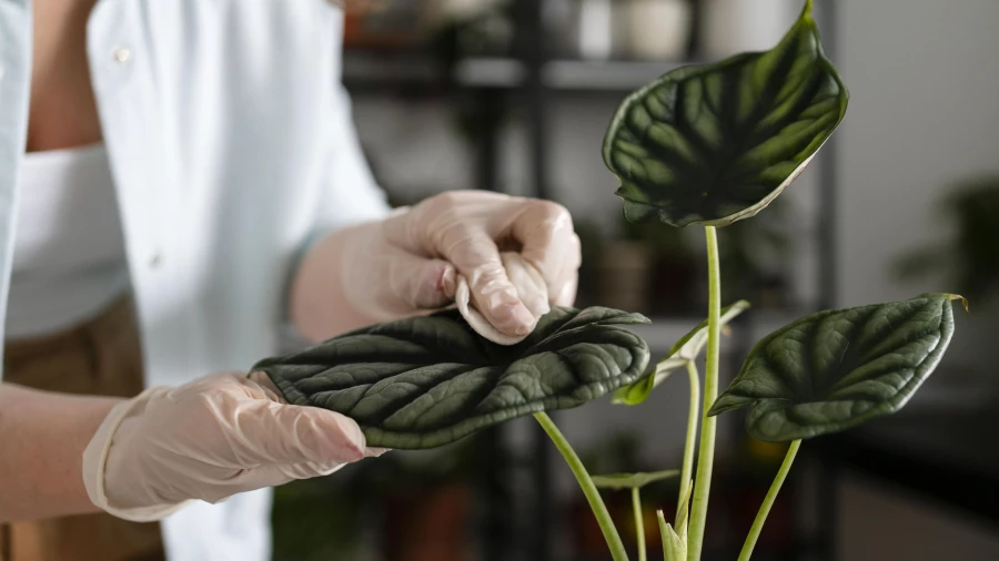 Уход за комнатными растениями.