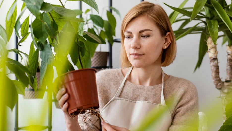 Уход за комнатными растениями.