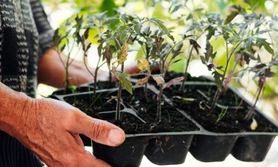 Чем удобрять рассаду томатов, баклажанов и перцев