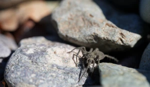 На берегах Телецкого озера заметили пауков-волков.