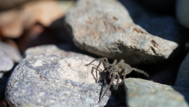 На берегах Телецкого озера заметили пауков-волков.
