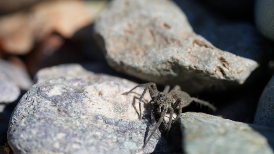 На берегах Телецкого озера заметили пауков-волков.
