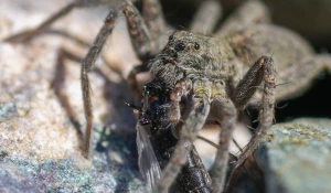 На берегах Телецкого озера заметили пауков-волков.