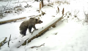 Медведи на Алтае.