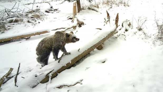 Медведи на Алтае.