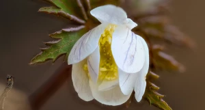 Белые первоцветы на Алтае.