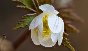 Белые первоцветы на Алтае.