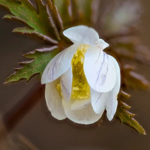 Белые первоцветы на Алтае.