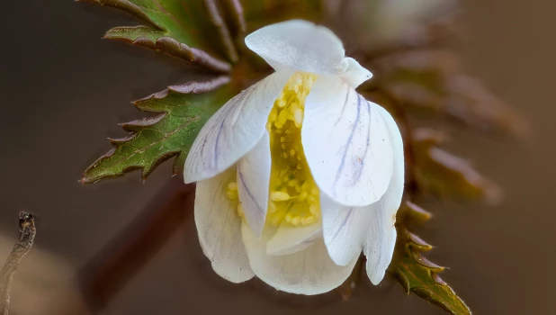 Белые первоцветы на Алтае.