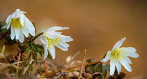 Белые первоцветы на Алтае.