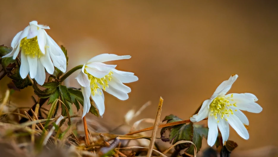 Белые первоцветы на Алтае.