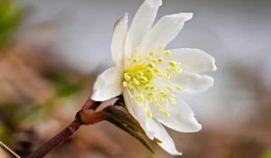 Белые первоцветы на Алтае.