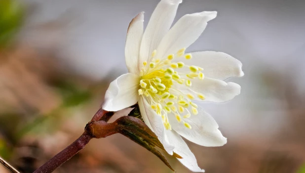 Белые первоцветы на Алтае.