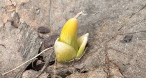 Первые цветы просыпаются в Барнауле.