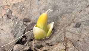 Первые цветы просыпаются в Барнауле.