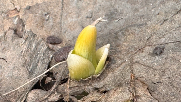 Первые цветы просыпаются в Барнауле.
