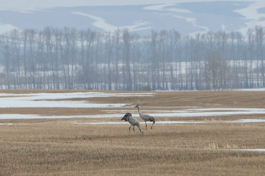 Журавли весной в Алтайском крае.