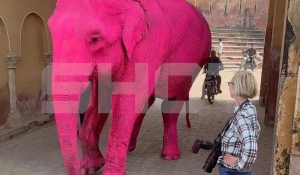 Розовый слон.