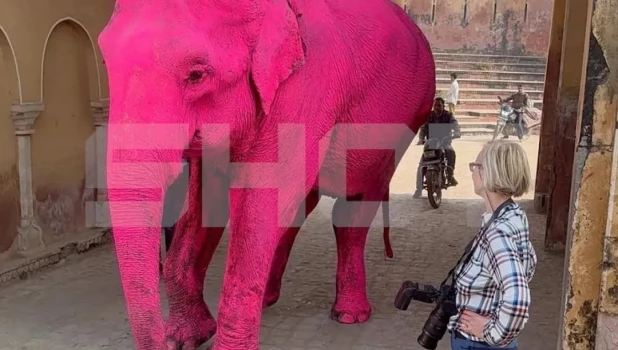 Розовый слон.