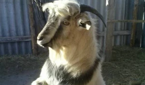 Спасатели накормили животных, оставшихся в подтопленном подворье