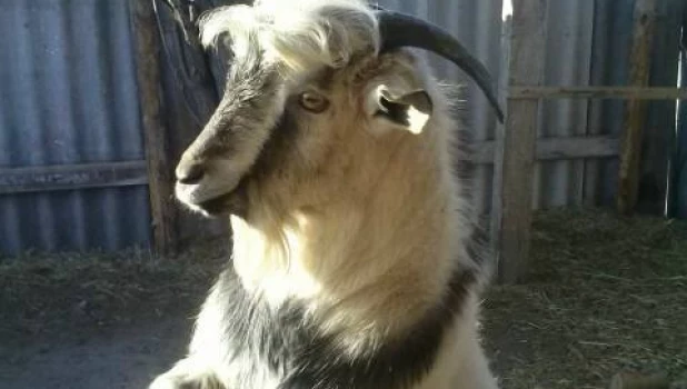 Спасатели накормили животных, оставшихся в подтопленном подворье