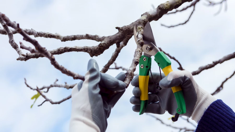 Обрезка деревьев.