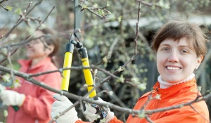 Обрезка деревьев.