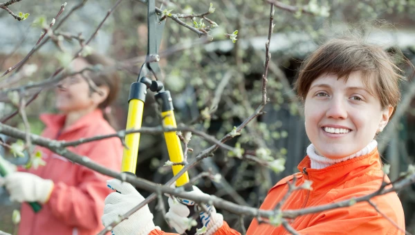 Обрезка деревьев.