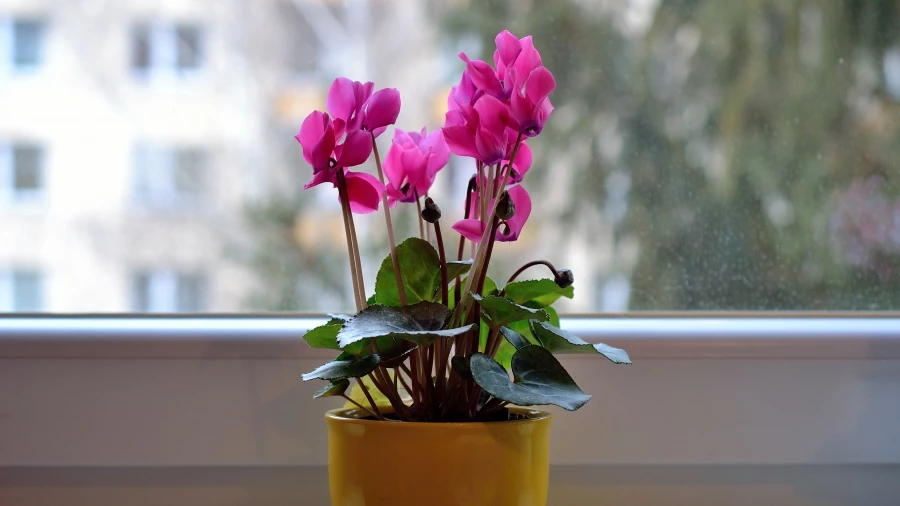 Цветы на балконе.