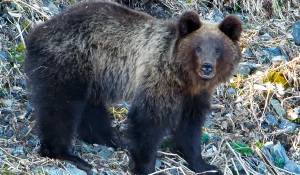 Медведь. Алтай.