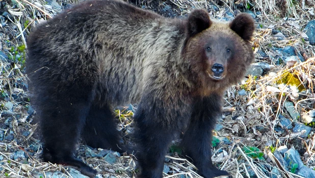 Медведь. Алтай.